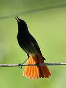 Black Redstart