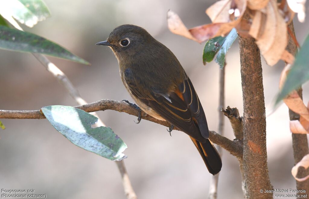 Black Redstart