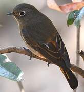 Black Redstart