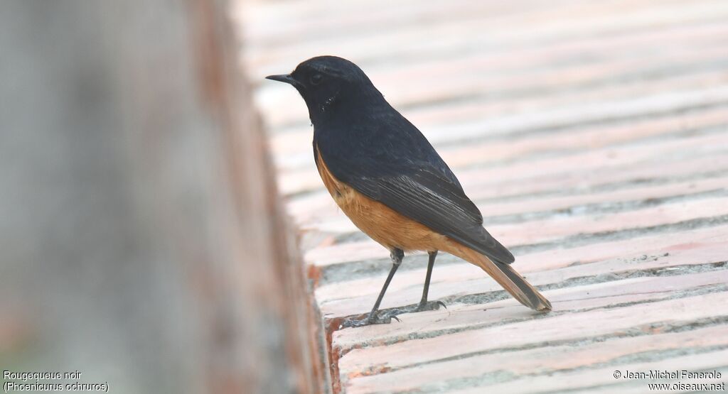 Black Redstart