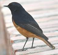 Black Redstart