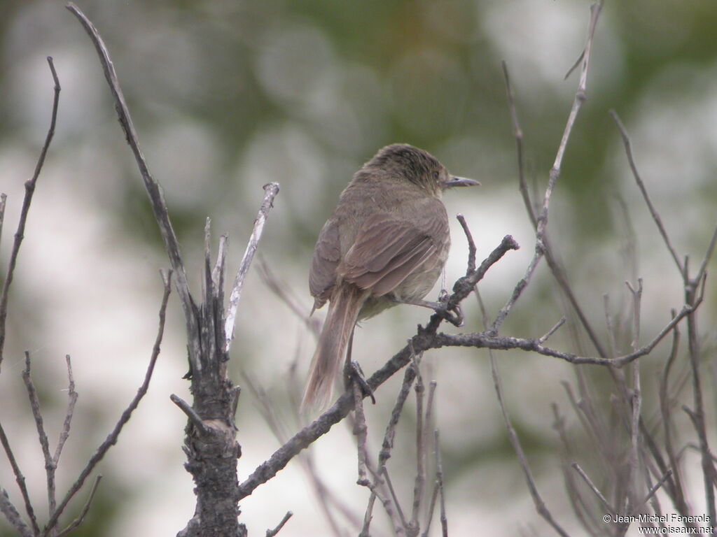 Madagascan Swamp Warbleradult