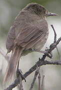 Madagascar Swamp Warbler