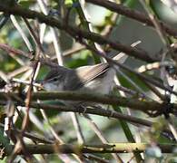 Blyth's Reed Warbler