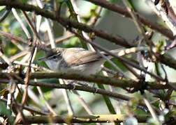 Blyth's Reed Warbler