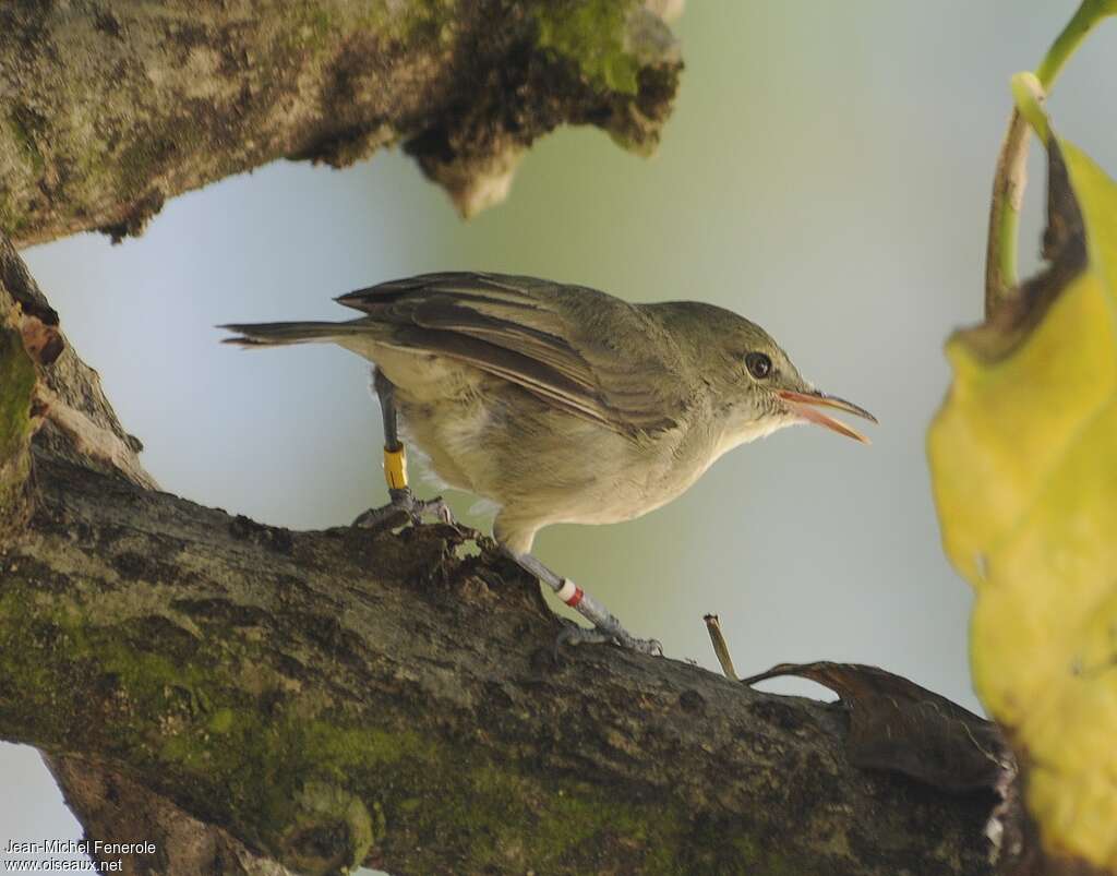 Rousserolle des Seychelles, pigmentation, Comportement