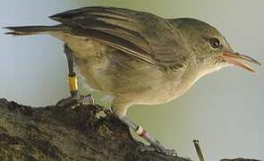 Seychelles Warbler