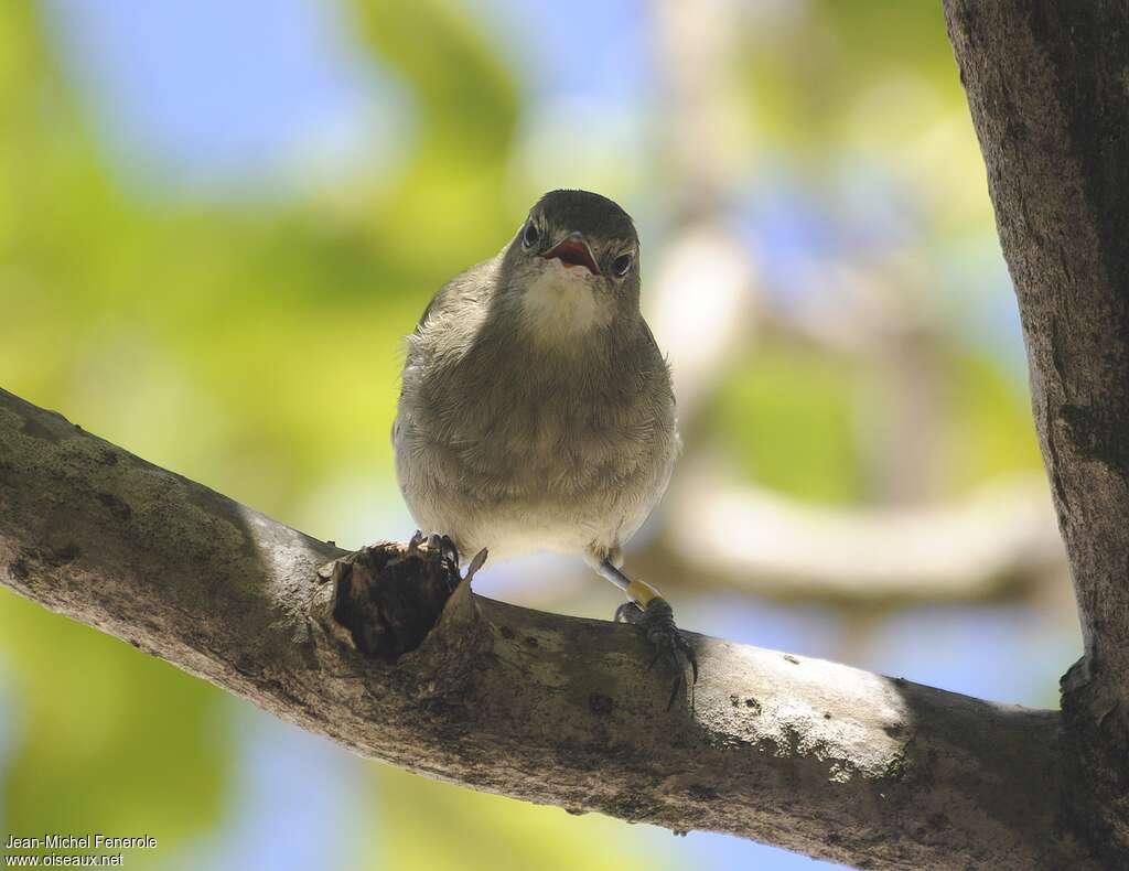 Seychelles Warbleradult, close-up portrait