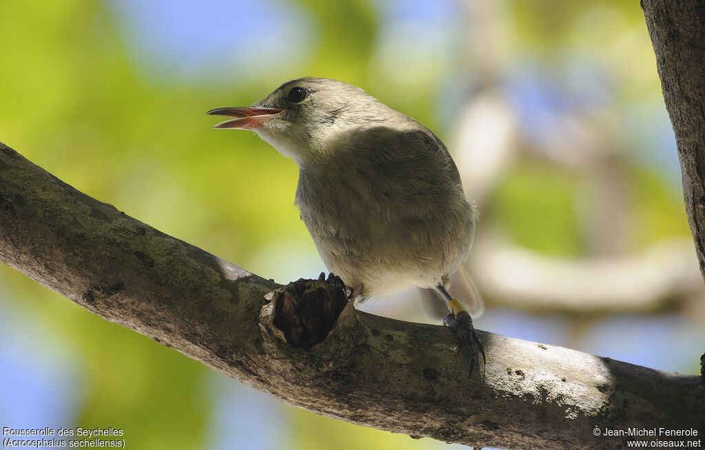 Seychelles Warbler