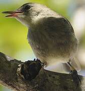 Seychelles Warbler