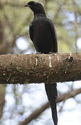 Bristle-crowned Starling