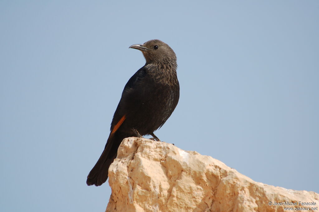 Tristram's Starling