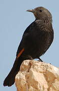 Tristram's Starling