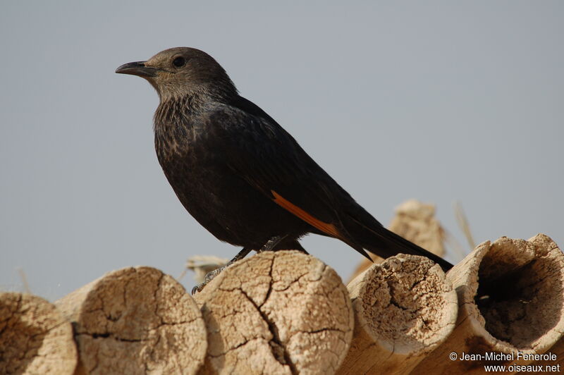 Tristram's Starling female