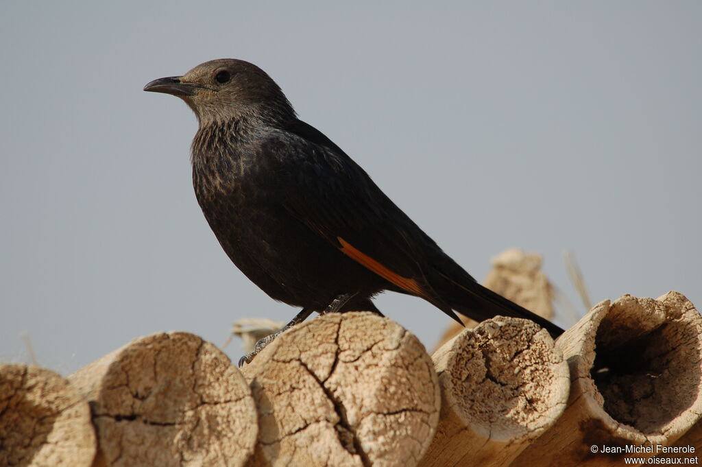 Tristram's Starling female