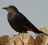 Tristram's Starling