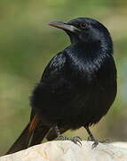 Tristram's Starling