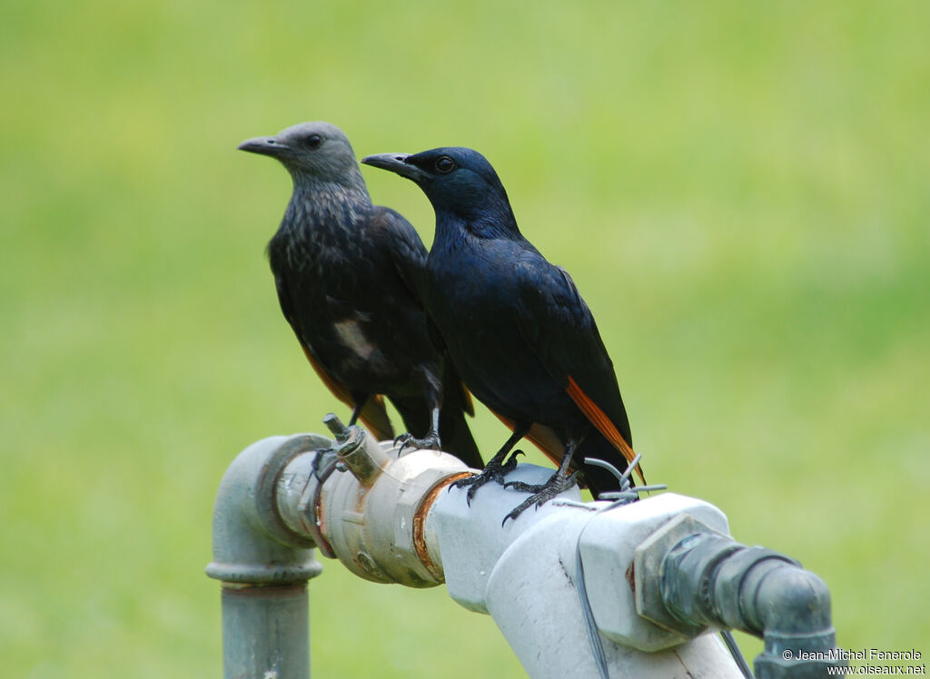 Red-winged Starling