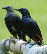 Red-winged Starling