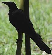 Red-winged Starling