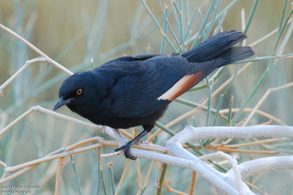 Pale-winged Starlingadult, identification