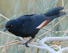 Pale-winged Starling