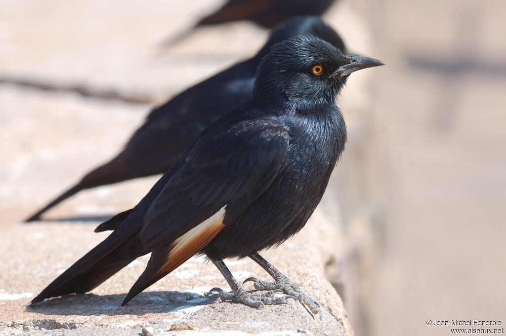 Pale-winged Starling, identification