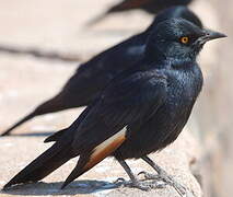 Pale-winged Starling