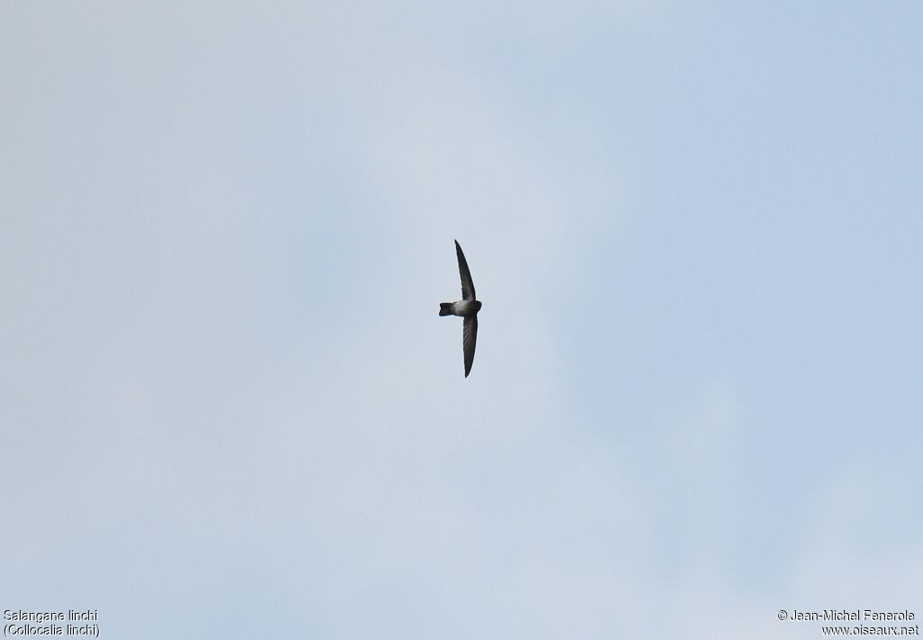 Cave Swiftlet