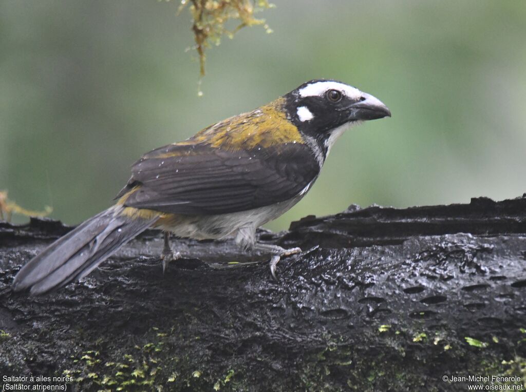 Black-winged Saltator