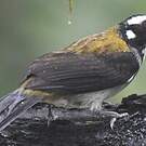 Saltator à ailes noires