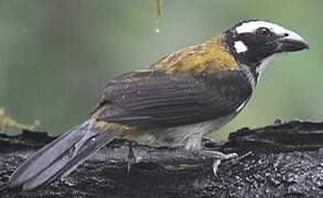 Black-winged Saltator