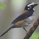 Saltator à ailes noires