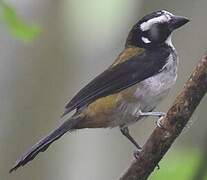 Black-winged Saltator