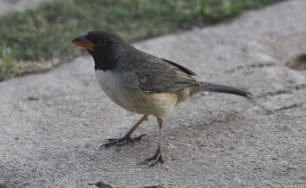 Black-throated Saltator