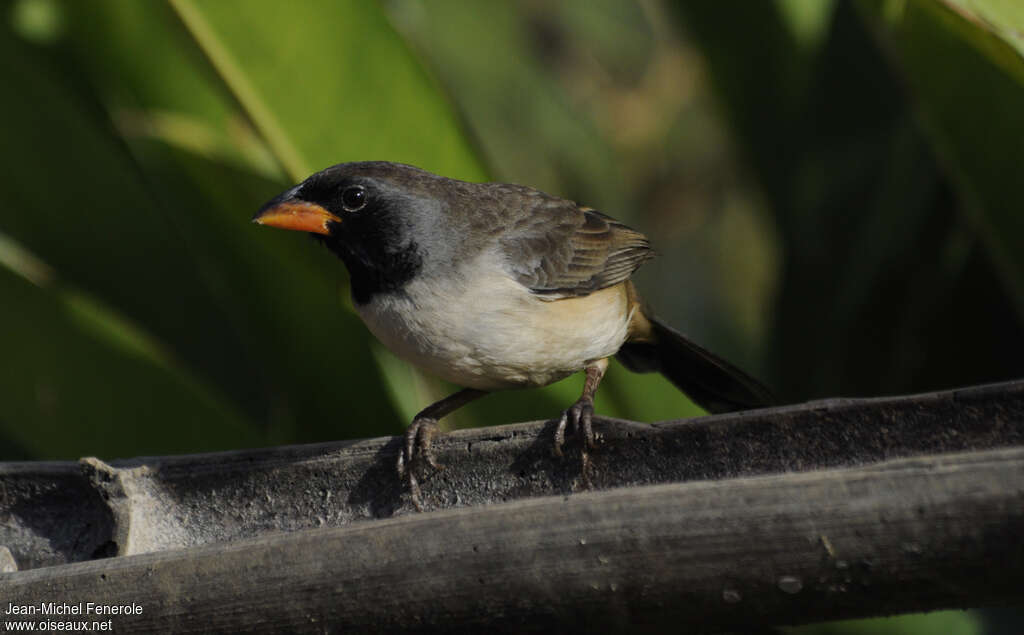 Black-throated Saltatoradult, Behaviour