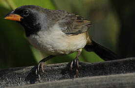 Black-throated Saltator