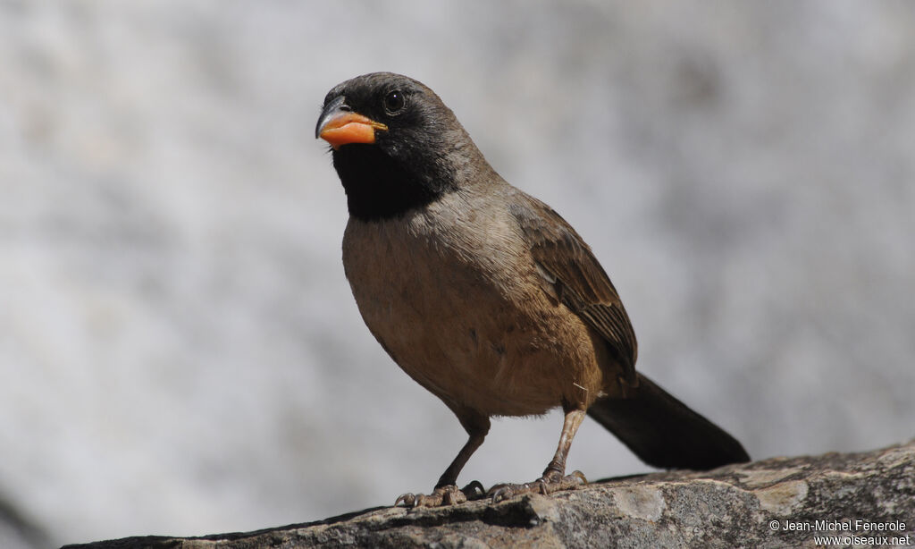 Black-throated Saltator