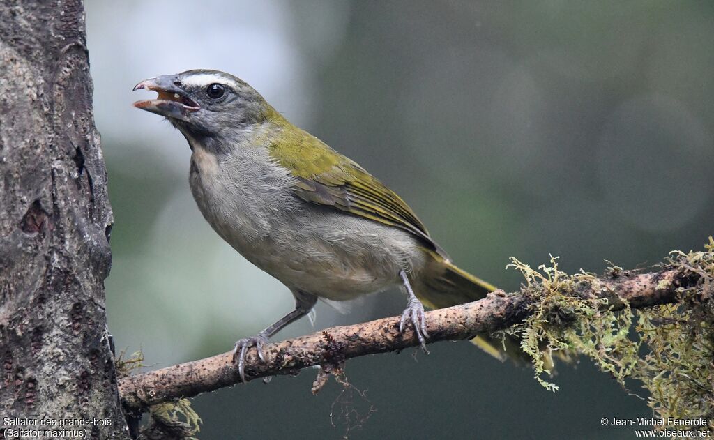 Saltator des grands-bois