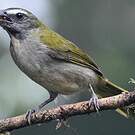 Saltator des grands-bois