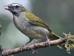 Saltator des grands-bois