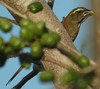 Lesser Antillean Saltator