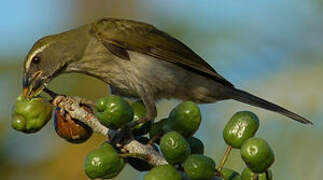 Lesser Antillean Saltator