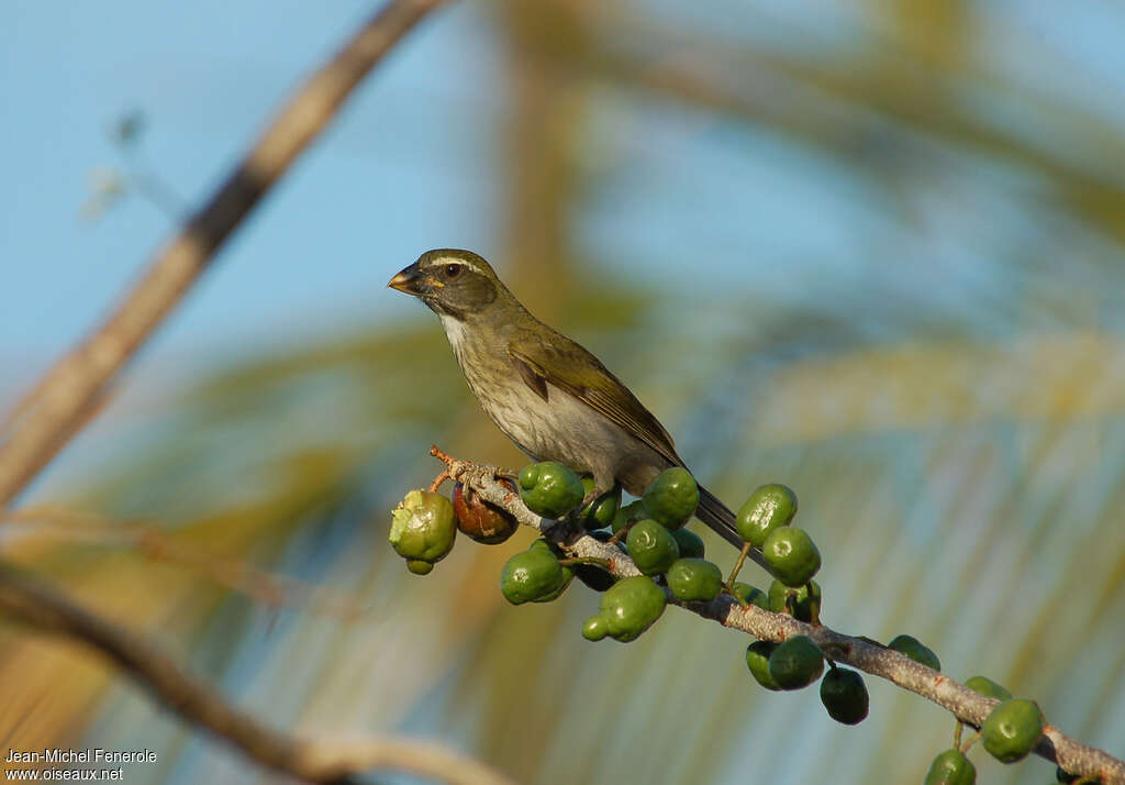 Lesser Antillean Saltatoradult, identification