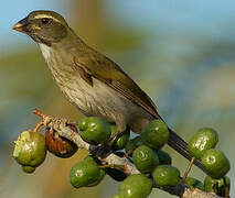 Lesser Antillean Saltator