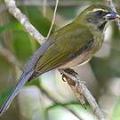Saltator gros-bec