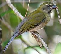 Lesser Antillean Saltator