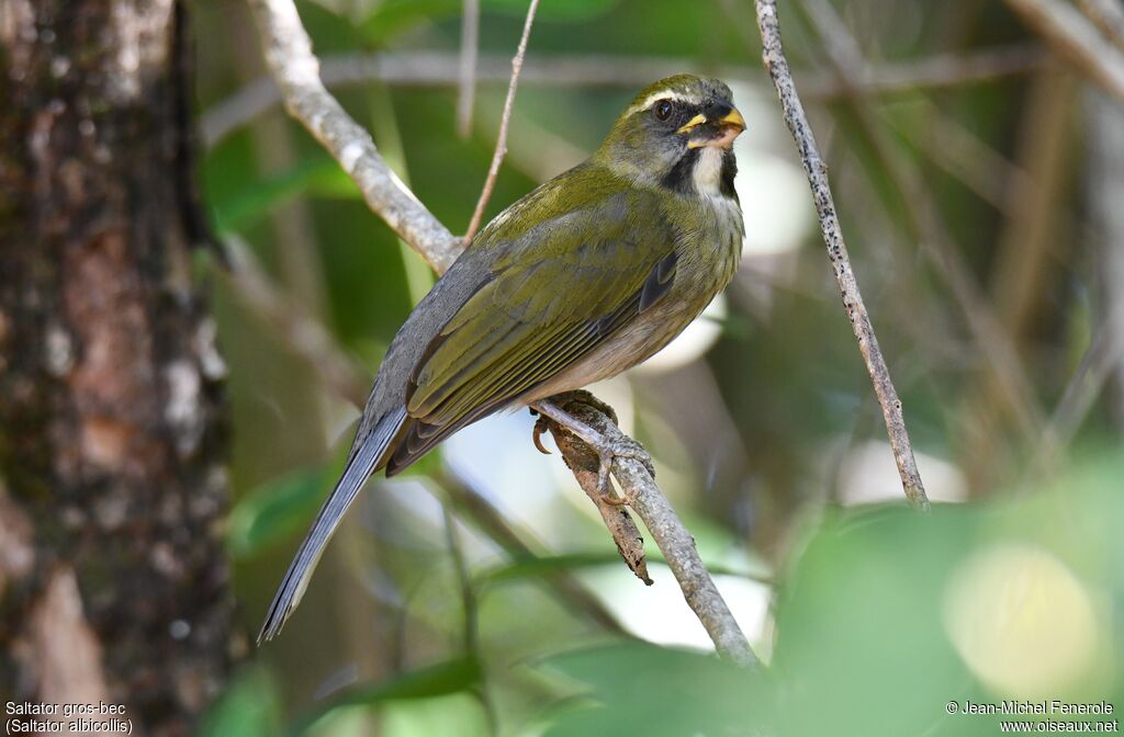 Lesser Antillean Saltator