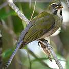 Saltator gros-bec