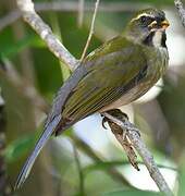 Lesser Antillean Saltator